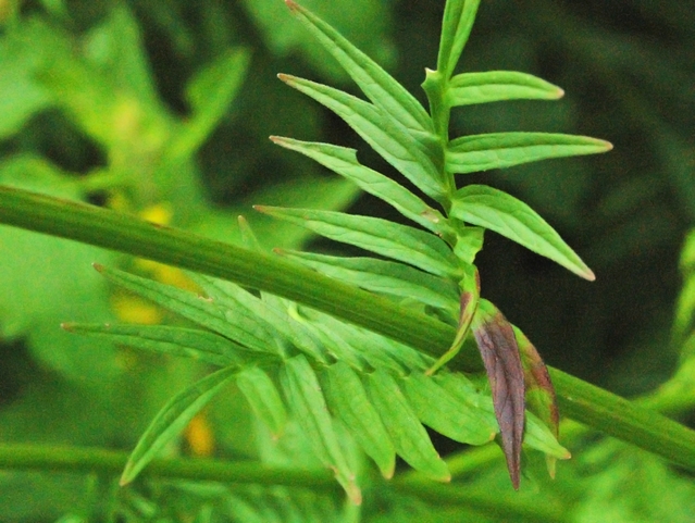 Valeriana officinalis